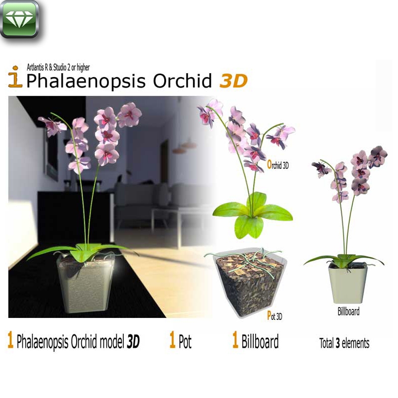 Phalaenopsis Orchid