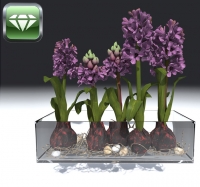 Hyacinths