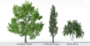 Alberi 3D - Volume 01